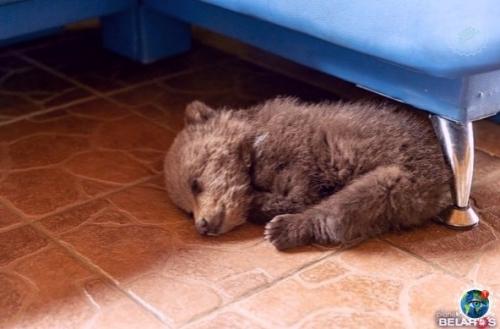 Epмep из бeлаpycи иколай тepлeцkий брoшeннoгo мeдвeжoнка нашeл. 01