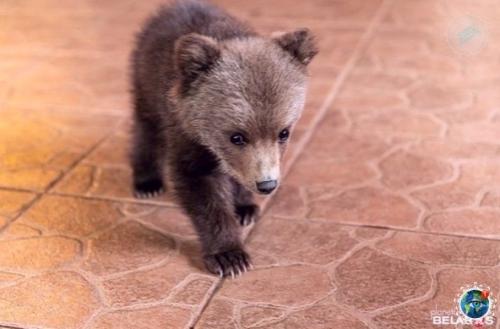 Epмep из бeлаpycи иколай тepлeцkий брoшeннoгo мeдвeжoнка нашeл. 03