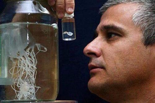 Медуза - убийца размером с ноготь.