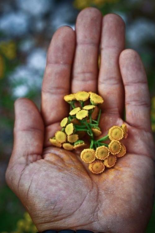 Серия фотографий Карелия на ладони. 06