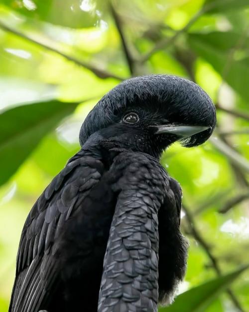 Это удивительное существо на фото - чёрный длиннохохлый зонтичный трёхус (лат. 01