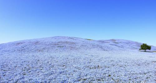 Пока все носятся с сакурой, в Японии тихо цветёт немофила. 

