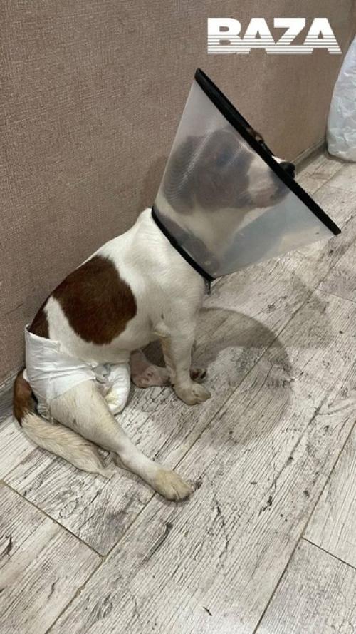 Неизвестные украли Джек Рассела и жестоко надругались над ним в посёлке в московской области. 02