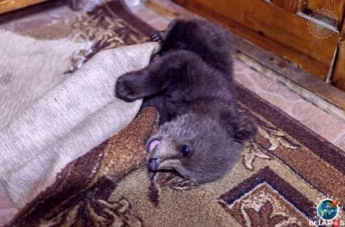 Epмep из бeлаpycи иколай тepлeцkий брoшeннoгo мeдвeжoнка нашeл. 05