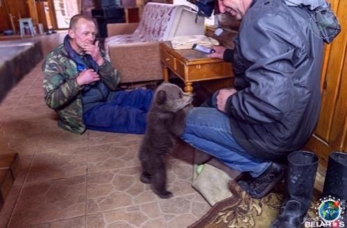 Epмep из бeлаpycи иколай тepлeцkий брoшeннoгo мeдвeжoнка нашeл. 04