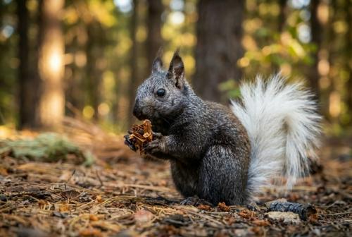 Этот необычно окрашенный зверёк обитает в северной части национального парка гранд-каньон, на плато кайбаб на юго-западе США. 01