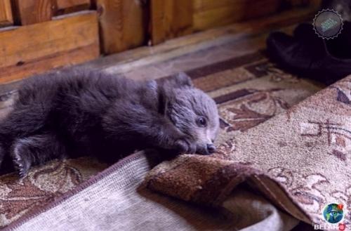 Epмep из бeлаpycи иколай тepлeцkий брoшeннoгo мeдвeжoнка нашeл. 06