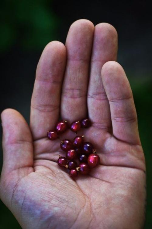 Серия фотографий Карелия на ладони. 01