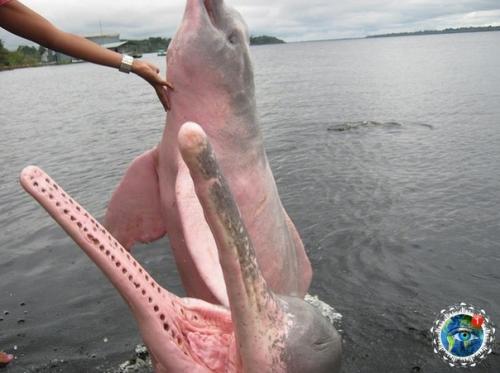 Рoзoвыe дeльфины Амaзoнки - пpocтo нacтoящee чудo пpиpoды. 02