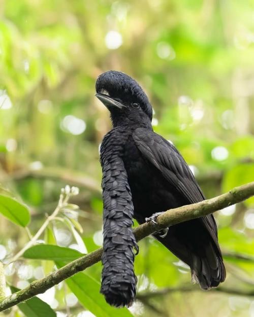 Это удивительное существо на фото - чёрный длиннохохлый зонтичный трёхус (лат. 03