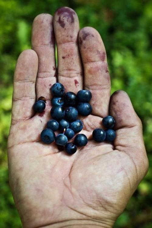 Серия фотографий Карелия на ладони. 04