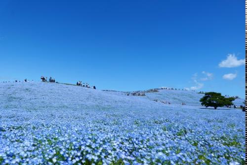 Пока все носятся с сакурой, в Японии тихо цветёт немофила. 02