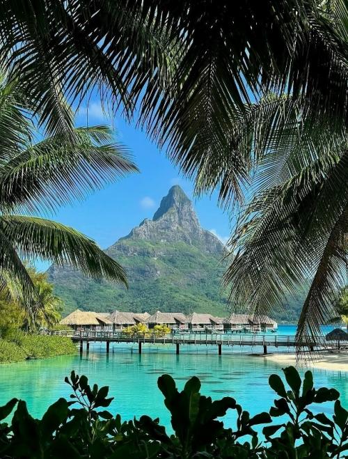 Бора - бора - это не просто точка на карте французской полинезии, это ожившая открытка, которую природа создавала миллионы лет. 07