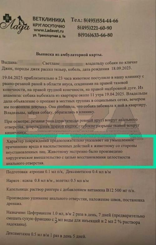 Неизвестные украли Джек Рассела и жестоко надругались над ним в посёлке в московской области. 01