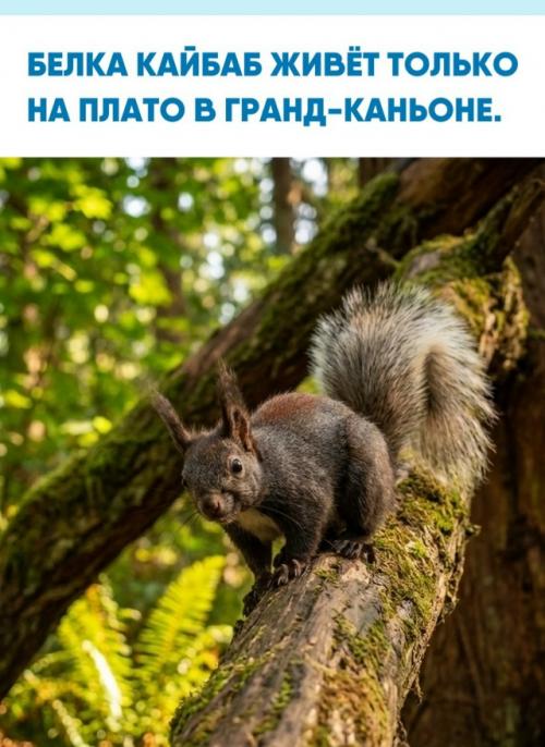 Этот необычно окрашенный зверёк обитает в северной части национального парка гранд-каньон, на плато кайбаб на юго-западе США.  