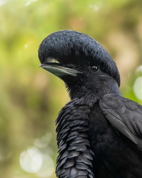 Это удивительное существо на фото - чёрный длиннохохлый зонтичный трёхус (лат. 02