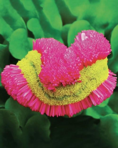 Такое редкое явление - фасциация есть. 02