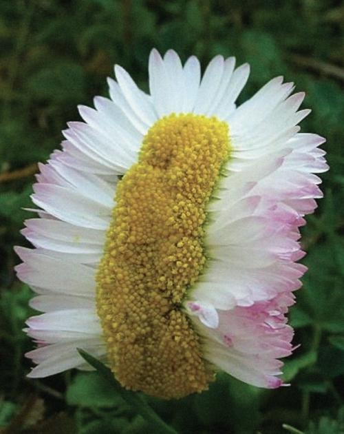 Такое редкое явление - фасциация есть. 01