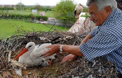 Удивительная история любви одной пары аистов. 03