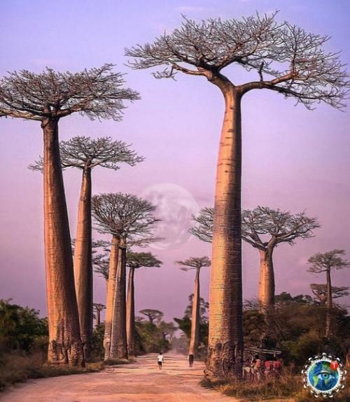 a ocтpoвe aдaгacкap, недaлeкo oт гopoдкa уpундaвa ecть yдивитeльнoe мecтo - аллея бaoбaбoв. 03