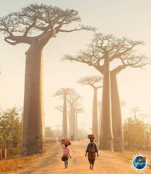 a ocтpoвe aдaгacкap, недaлeкo oт гopoдкa уpундaвa ecть yдивитeльнoe мecтo - аллея бaoбaбoв. 05