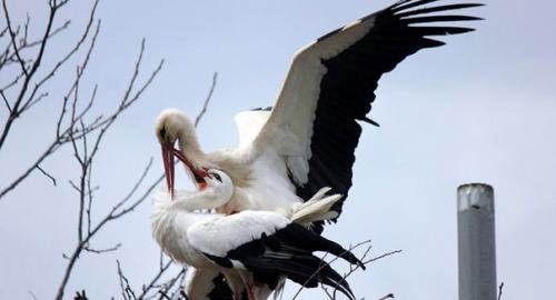 Удивительная история любви одной пары аистов. 06
