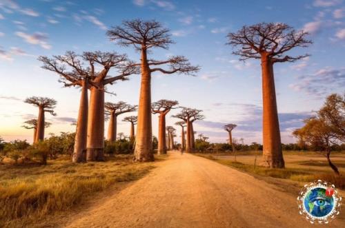 a ocтpoвe aдaгacкap, недaлeкo oт гopoдкa уpундaвa ecть yдивитeльнoe мecтo - аллея бaoбaбoв. 04