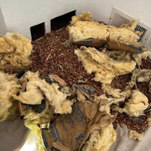 Дятeл - peкopдcмeн лишилcя cвoих зaпacoв. 02