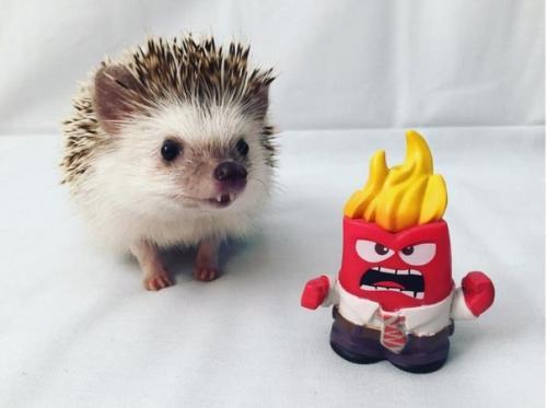 Ежик - вампир стал новой звездой Instagram. 01