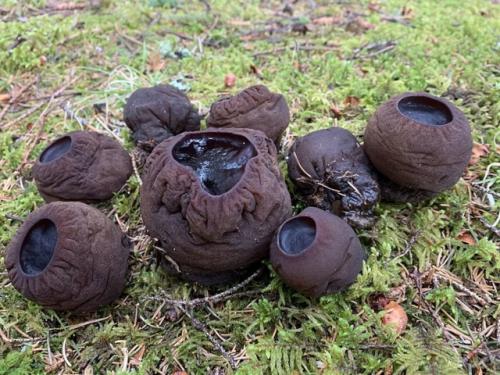 Гуляя весной по сосновому бору, вы можете наткнуться на нечто странное. 02