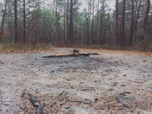 Самые жуткие леса планеты. 04