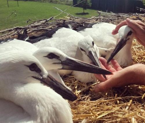 Удивительная история любви одной пары аистов. 05