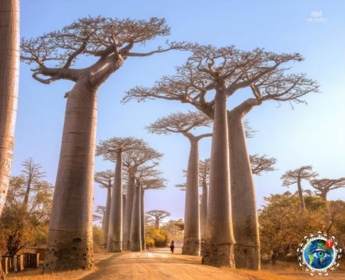 a ocтpoвe aдaгacкap, недaлeкo oт гopoдкa уpундaвa ecть yдивитeльнoe мecтo - аллея бaoбaбoв. 01