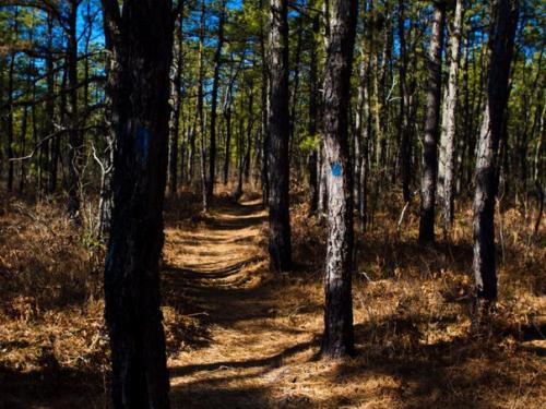 Самые жуткие леса планеты. 08