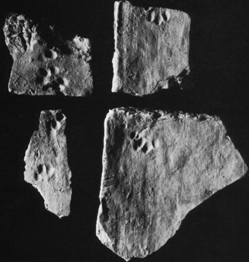 Как кошки в истории наследили. 01