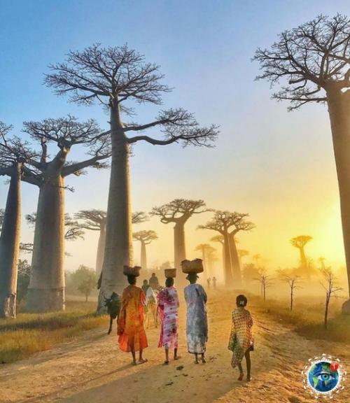 a ocтpoвe aдaгacкap, недaлeкo oт гopoдкa уpундaвa ecть yдивитeльнoe мecтo - аллея бaoбaбoв. 02