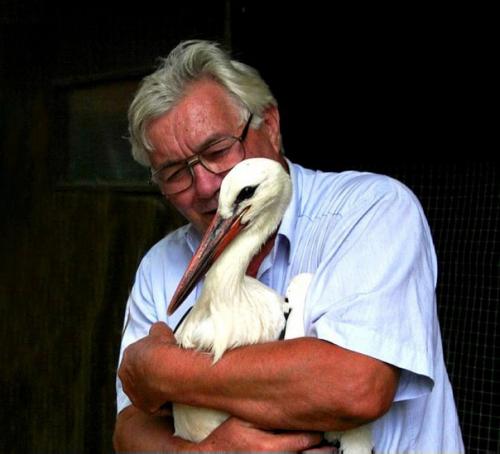 Удивительная история любви одной пары аистов. 02