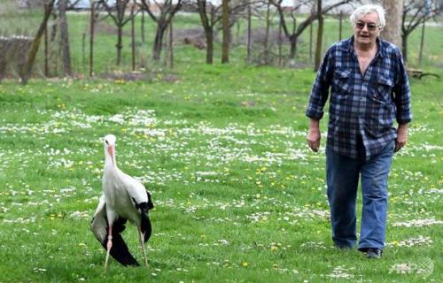 Удивительная история любви одной пары аистов. 01