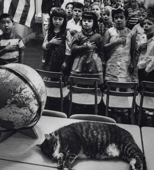 Худой, голодный полосатый кот вошёл в класс калифорнийской школы в 1952 году, и то, что произошло потом, навсегда изменило эту школу.  