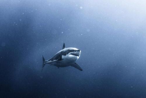 Фотограф снял огромную белую акулу, которая кружит вокруг клетки с дайверами. 04