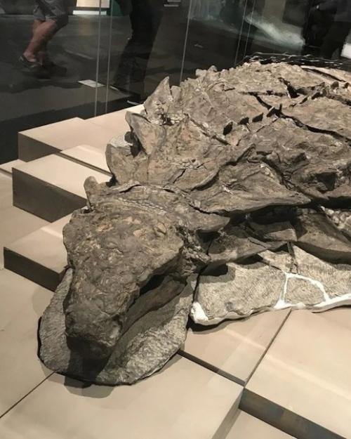 Динозавр обнаружен в шахте в Альберте в Канаде в 2011 году. 01