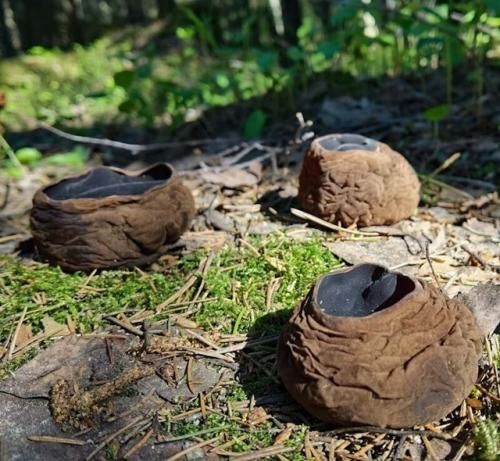 Гуляя весной по сосновому бору, вы можете наткнуться на нечто странное. 03