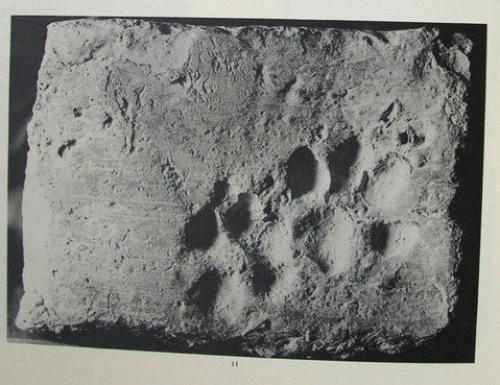 Как кошки в истории наследили. 04