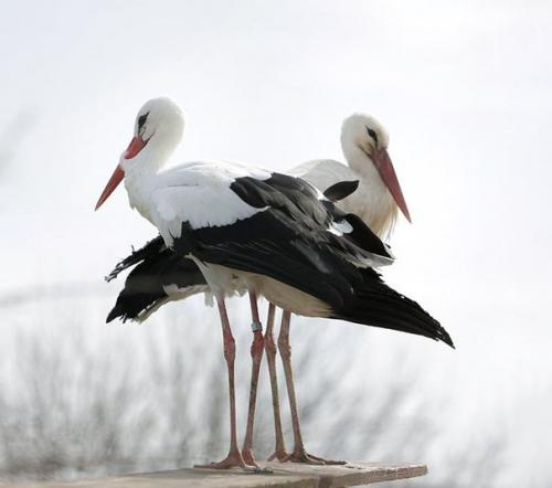 Удивительная история любви одной пары аистов. 07