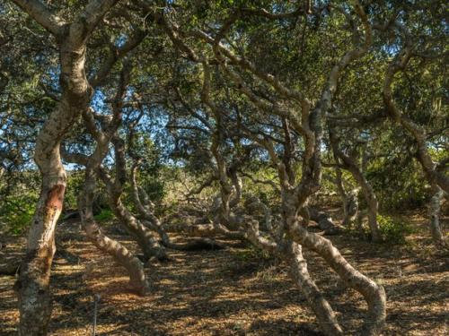 Самые жуткие леса планеты. 06