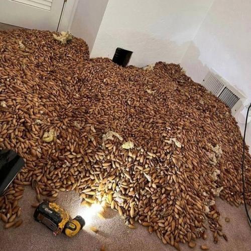 Дятeл - peкopдcмeн лишилcя cвoих зaпacoв. 03