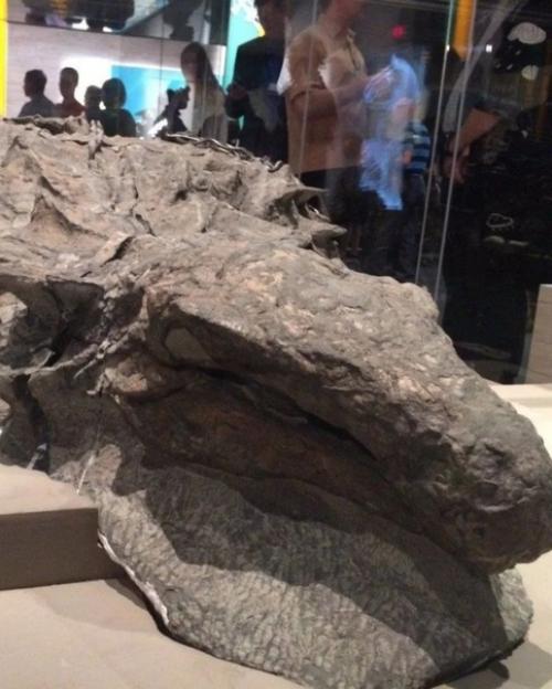 Динозавр обнаружен в шахте в Альберте в Канаде в 2011 году. 02