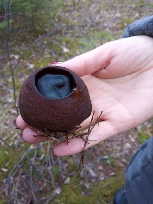 Гуляя весной по сосновому бору, вы можете наткнуться на нечто странное. 01