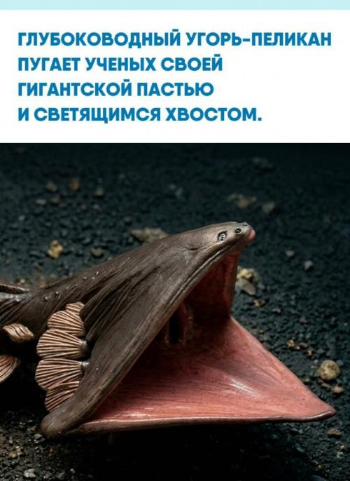 Это существо обитает на глубине до 5 километров, где из-за нехватки пищи рыбам приходится адаптироваться самым причудливым образом.  