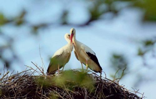 Удивительная история любви одной пары аистов.